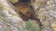 Tunceli’nin vahşi doğasında anne ayı ve yavrularının huzurlu anları
