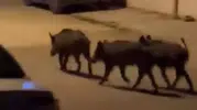 Samandağ sokaklarında gece yarısı domuz sürüsü paniği