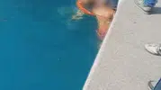 Emirgan sahilinde korkutan anlar