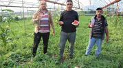 Kumluca’da pembe karpuz dönemi başladı