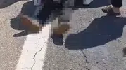 Şanlıurfa yolunda kurbanlık taşıyan kamyonet devrildi