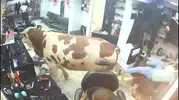 Sultanbeyli’de kurbanlık boğa kuaför dükkanını birbirine kattı