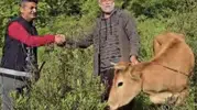 Osmaniye’de uçuruma düşen düve için beş saatlik kurtarma seferberliği