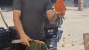 Osmaniye pazarında vekaletli karpuz dönemi