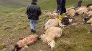 Çaldıran ovasında yıldırım sürüyü vurdu