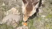 Bitlis kırsalında piknik yapan vatandaşa aç tilki sürprizi