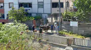 Esenyurt sokaklarında kaçak kurban kesimine zabıta engeli
