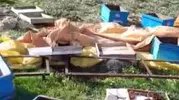 Sivaslı arıcının kovanlarını ayı talan etti