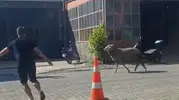 Gelibolu sanayisinde kurbanlık koç kovalamacası