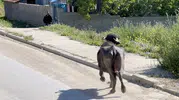 Çorumda kurbanlık paniği sahibi bodruma sığındı