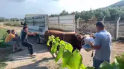 Mudanya'da kurbanlık boğa paniği kameraya yansıdı