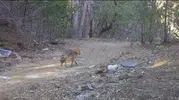 Uludağ’ın derinliklerinde tilki sürprizi