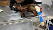Bacağı kırılan minik oğlağı belediye ekipleri kurtardı