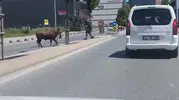 Arnavutköy sokaklarında kurbanlık dana paniği
