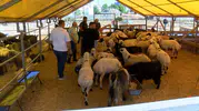 Bahçelievler kurban pazarında sona gelindi