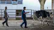 Kaçan kurbanlıklar için Antalya'da özel ekip devrede