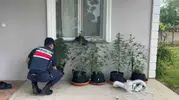 Düzce'de evine kurduğu sistemle kenevir yetiştiren kişi yakalandı
