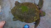 Kuşadası sahilinde yaralı caretta caretta için seferberlik