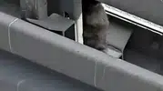 Avcılar'da metrobüs hattında kedi kurtarma operasyonu