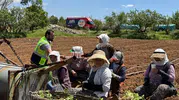 Denizli Belediyesi tarlada çalışan işçilere soğuk içecek dağıtıyor