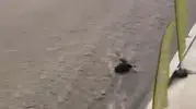 Ankara'da ani yağış hayatı felç etti