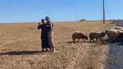Harran ovasında kaybolan 17 koyunu jandarma gece operasyonuyla buldu