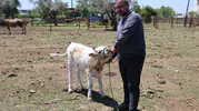 Avukatlığı bıraktı hayvancılıkta formülü buldu