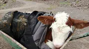 Sason dağlarında kaybolan buzağıya şefkat eli uzandı
