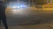 Nusaybin trafiğinde kurbanlık inek kovalamacası