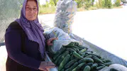 Adana Karaköy salatalığında hasat vakti geldi