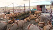 Ayvalık'ta kurbanlık alışverişi için yeni adres belli oldu