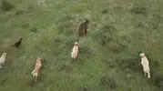 Eskişehir’de 400 koyunu ayıdan kangal köpekleri korudu