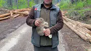 Bolu ormanlarında tomruklar arasında mahsur kalan yavru tavşanı ekipler kurtardı