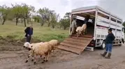 Kurt saldırısıyla sürüsü yok olan besiciye birlikten destek eli