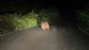 Safranbolu yolunda gece yarısı yaban hayatı hareketliliği
