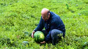 Adana tarlalarında ilk karpuz mesaisi Fiyat etiketi belli oldu
