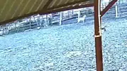Sakarya’da gece baskını Kurt ağıla girdi