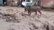 Şebinkarahisar sel sularıyla mücadele ediyor