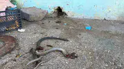 Siverek’te yılan avı felaketle bitti