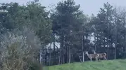 Bolu ormanlarında karaca sürüsü objektiflere takıldı