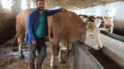 Elazığ’da 420 bin liralık dev tosun pazara çıktı