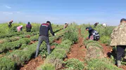 Edirne’de kıraç topraklar lavanta bahçesine dönüştü
