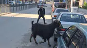 Amasya trafiğini karıştıran kurbanlık keçi dükkanları birbirine kattı