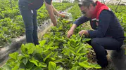 Koçarlı çileklerinde hasat öncesi zehirli madde denetimi