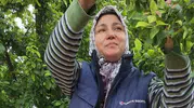 Sarıgöl'ün bağlarında bu yıl meyve bereketi yaşanıyor