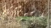 Malatya Darende’de kurt paniği mahalleliyi sokağa döktü