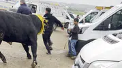 Diyarbakır hayvan pazarında kaçan kurbanlık boğa paniği