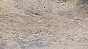 Tunceli dağlarında sürpriz karşılaşma