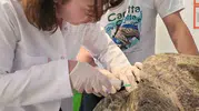 Kuşadası açıklarında yaralanan caretta carettaya acil müdahale