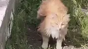 Erzincan’da kanatlı gibi görünen kedi görenleri şaşırttı